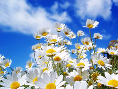 The Mindful Way Spring Series 2010